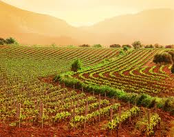 Il settore agroalimentare in Sardegna. Le proposte del CREL