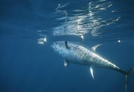 Parlamento approva regole più severe per salvare il tonno rosso