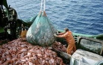 Bando per investimenti nel settore della pesca e acquacoltura