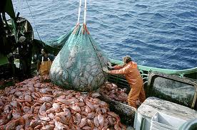 Bando per investimenti nel settore della pesca e acquacoltura