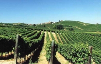 Bando per l’assegnazione dei diritti di impianto viticolo dalla riserva regionale