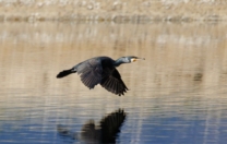 Avviso pubblico “Compensazioni agli acquacoltori per danni causati da fauna selvatica – uccelli ittiofagi (cormorani)”