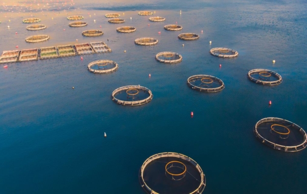 Fondo Europeo per gli Affari Marittimi, la Pesca e l’Acquacoltura (FEAMPA) – Approvato e pubblicato l’avviso “Azione 4 Competitività e sicurezza dell’attività di acquacoltura” 